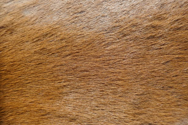 毛皮、動物の毛皮のクローズ アップ。背景・ テクスチャ - chestnut close up close to macro ストックフォトと画像