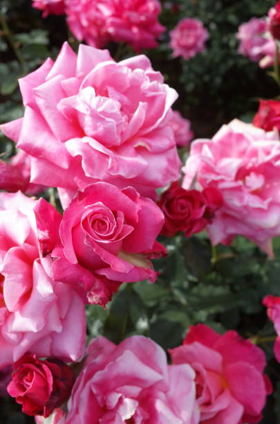 istock Rose - Light Pink 'Princess Chichibu' 1051228128