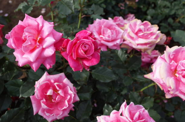 istock Rose - Light Pink 'Princess Chichibu' 1051228200
