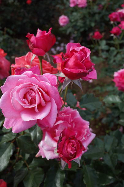 istock Rose - Light Pink 'Princess Chichibu' 1051228206