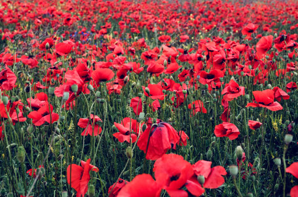 istock large field with red flowering poppies 1051229384