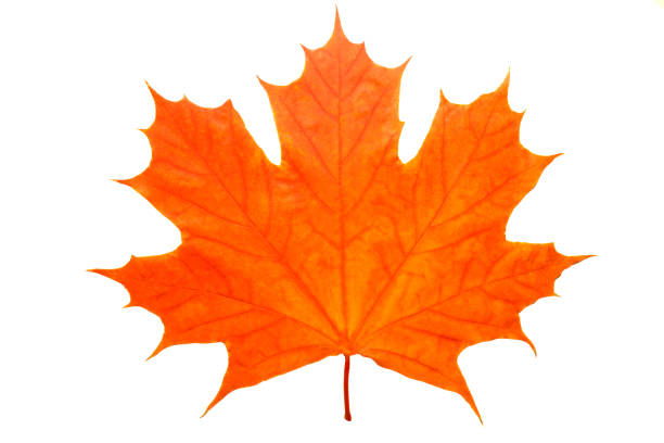 istock beautiful orange maple leaf isolated on white background 1051229914