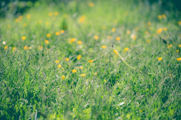 istock Abstract green bokeh background. Element of design. 1051230944