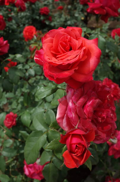 istock Rose - Red 'Fidelio' 1051231728