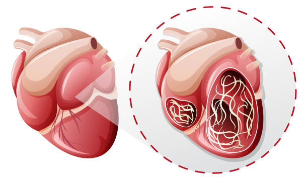 magnified heart worm concept magnified heart worm concept illustration heart worm stock illustrations