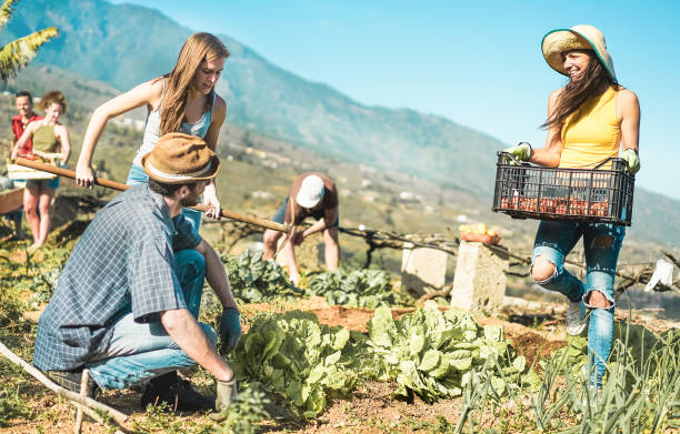 lavoro di squadra raccolta di verdure fresche nell'orto della serra della comunità - giovani felici al lavoro raccogliendo cibo vegetariano biologico - focus sui volti delle donne - concetto di stile di vita sano - agricultural activity foto e immagini stock