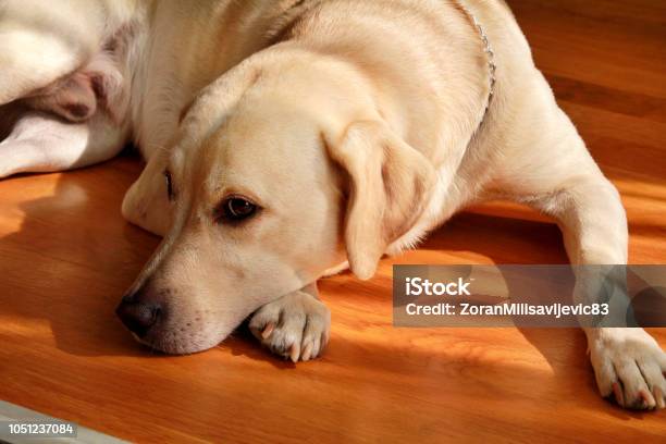 Portrait Of Yellow Labrador Dog Laying Resting And Posing For Photo Shoot On Wooden Floor Enjoys On Warm Sunlight Labrador Retriever Is Cute Pet For The Family With Baby Lovely Dog Pretty Pet Stock Photo - Download Image Now