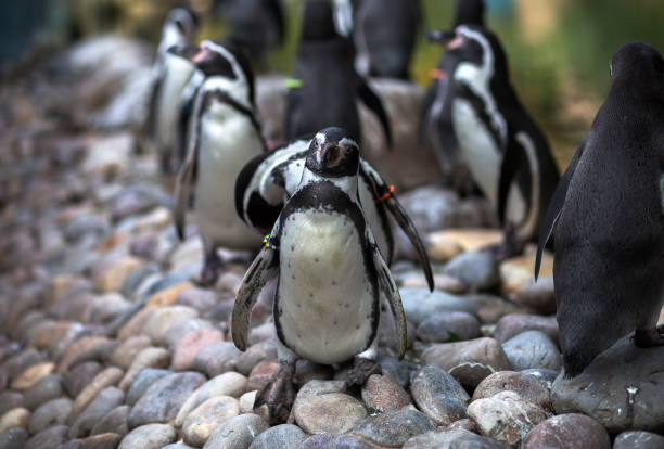istock Adorable humboldt penguin looking at camera. 1051244374