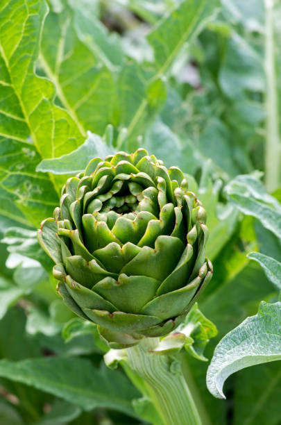 istock Green artichoke field agriculture (Turkey Izmir Urla) 1051245110