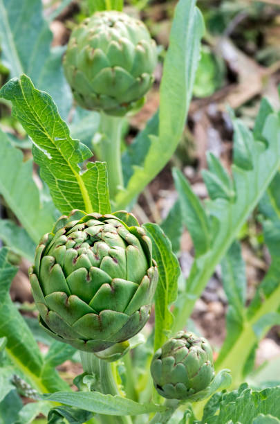 istock Green artichoke field agriculture (Turkey Izmir Urla) 1051245946