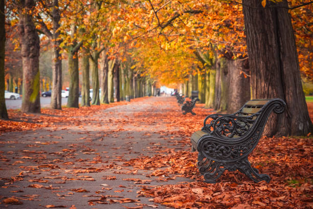 avenida arbolada con otoño escena en greenwich, londres - greenwich fotografías e imágenes de stock