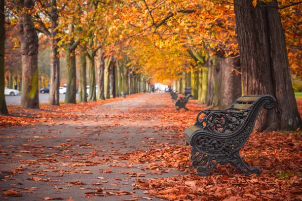 Photo of Treelined avenue with autumn scene in Greenwich, London