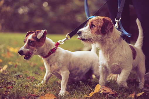 Two purebred dogs Jack Russell Terrier in the autumn park