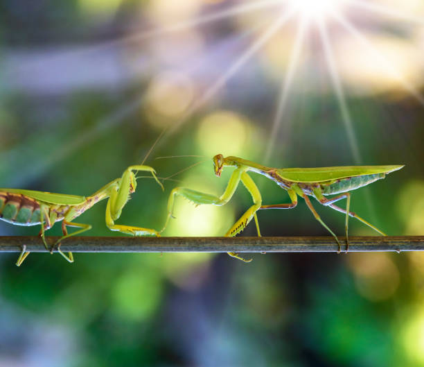 istock two green praying mantis fighting on a branch 1051252572