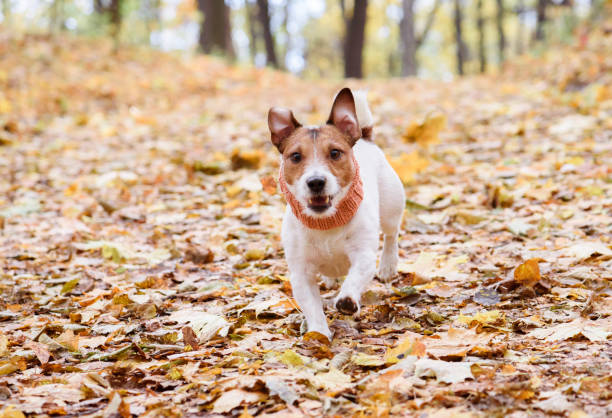 istock Dog running down hill by autumn road covered with fallen leaves 1051255190