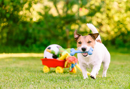 Jack Russell Terrier at sunny summer day playing at backyard lawn