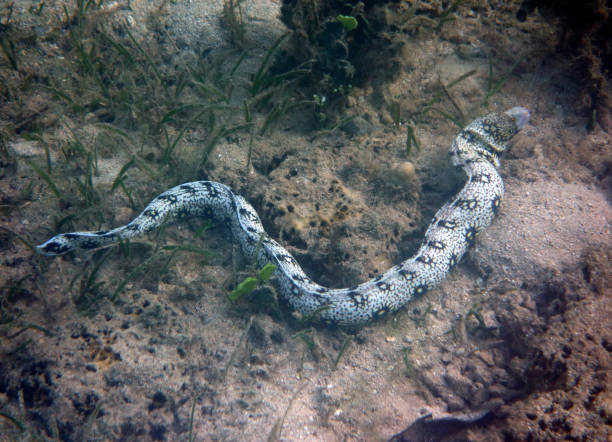 istock The snowflake moray (Echidna nebulosa) also known as the clouded moray 1051258588