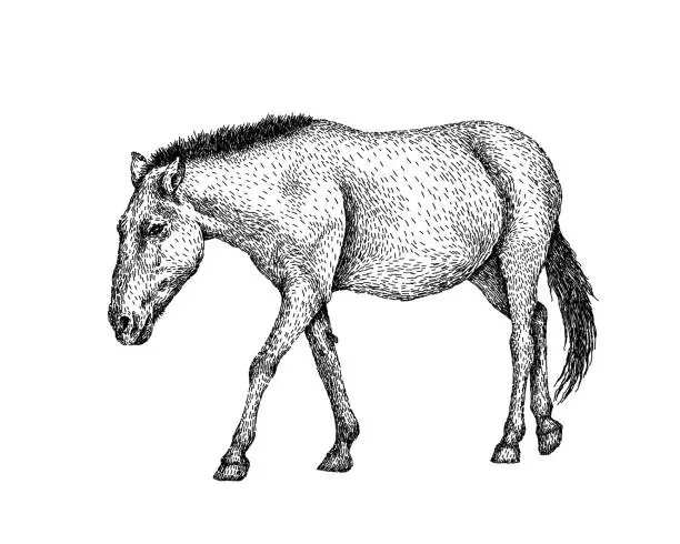 Vector illustration of Horse sketch style. Hand drawn illustration of beautiful black and white animal. Line art drawing in vintage style. Realistic image.