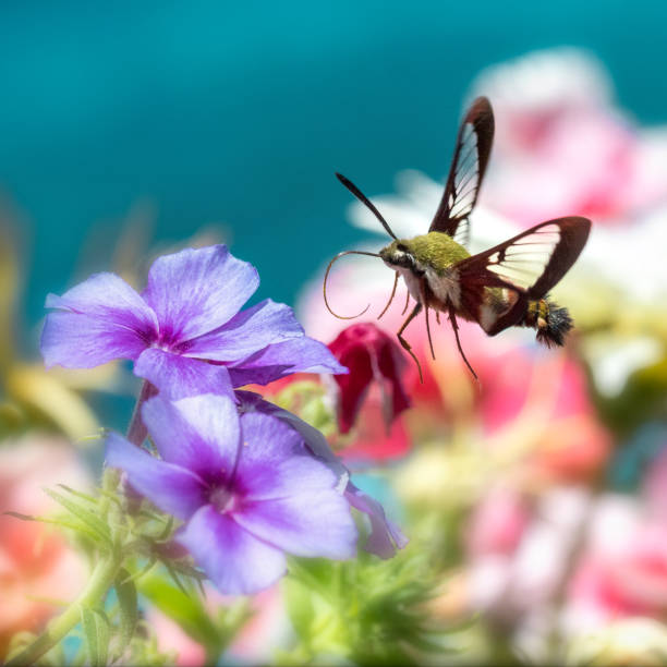 Stop action photo of beautiful clearwing butterfly over colorful flowers