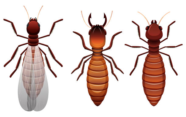 Different stages of a termite Different stages of a termite illustration termite stock illustrations