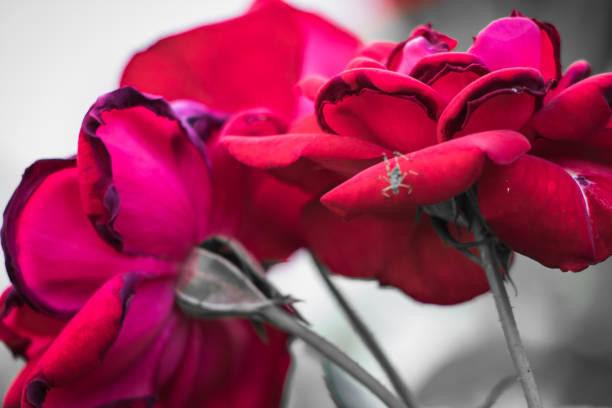 istock red pink rose flower close up 1051270336