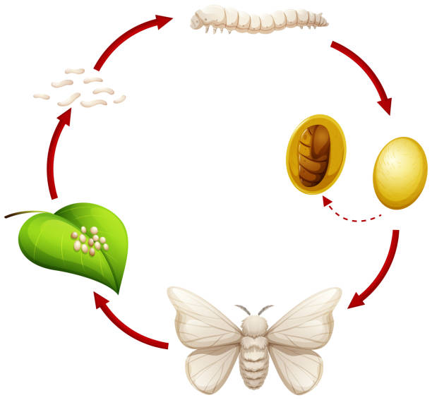 ilustraciones, imágenes clip art, dibujos animados e iconos de stock de ciclo de vida de un gusano de seda - silkworm