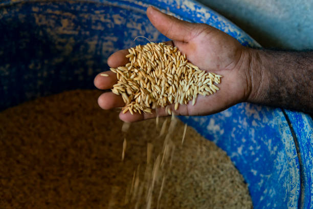 handful of rice seeds