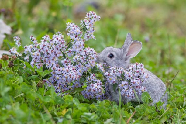 Baby rabbit in purple flowers