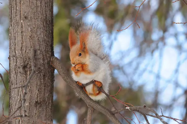 Eurasian red squirrel (sciurus vulgaris) from the Altai gnaws the nut, holding the branch with its hind legs.