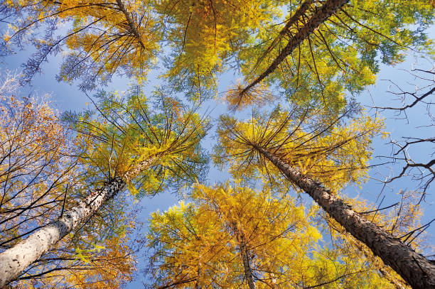 istock low angle view of pine trees in the autumn 1051278048