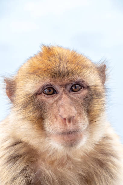 close up de barbary macaque en el peñón de gibraltar - beauty in nature day animal monkey fotografías e imágenes de stock
