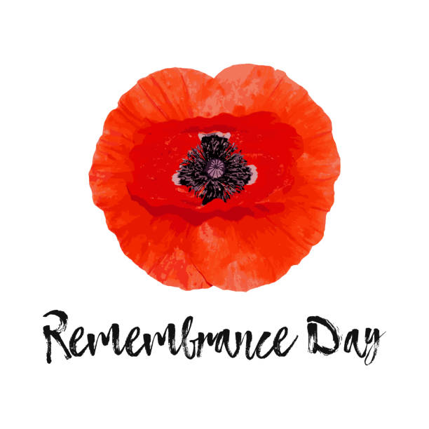Remembrance Day card, banner Anzac Day. Remembrance Day card. Lest We forget. Realistic Red Poppy flower - international symbol of peace. remembrance day background stock illustrations