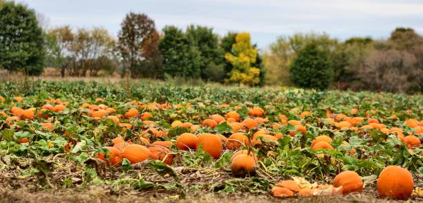 istock The Pumpkin Patch 1051282642