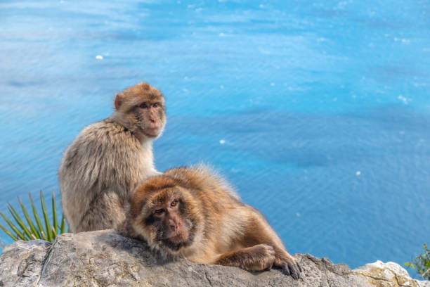 istock Barbary Macaques Grooming at Rock of Gibraltar 1051282842