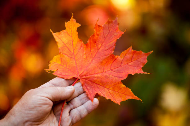 istock Adult man hands autumn leafs 1051283036
