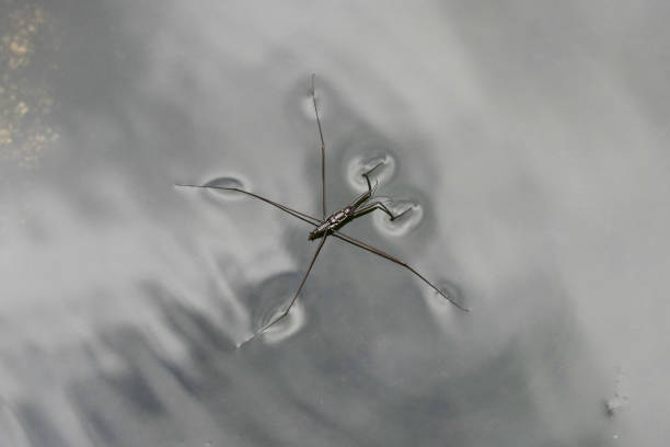 istock water strider or gerris lacustris on the water 1051283394