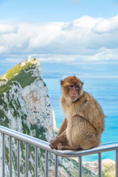 un macaco de barbary en el peñón de gibraltar - beauty in nature day animal monkey fotografías e imágenes de stock