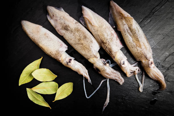 group of fresh squids next to some bay leaves stock photo