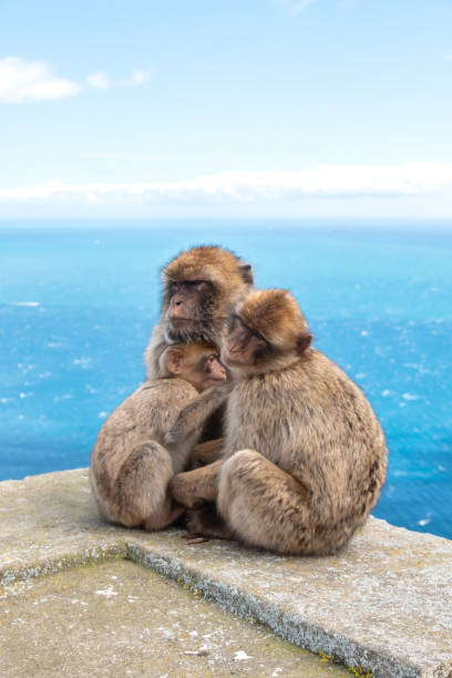 macacos de berbería, con jóvenes, en el peñón de gibraltar - beauty in nature day animal monkey fotografías e imágenes de stock