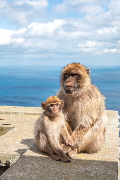 istock Barbary Macaque with Young, at Rock of Gibraltar 1051283858