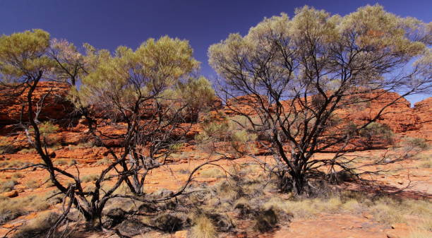 istock Trees in Kings Canyon NP in Australia 1051286866