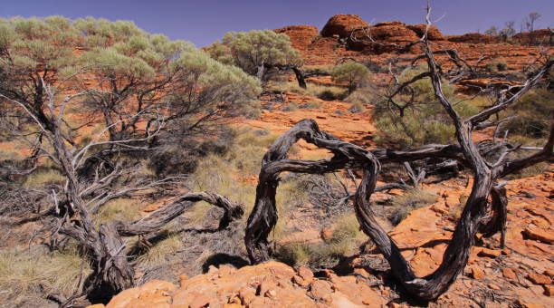 istock Trees in Kings Canyon NP in Australia 1051287444