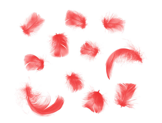 istock Beautiful coral pink feathers floating in air isolated on white background 1051289052