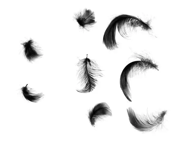 Photo of Beautiful black feathers floating in air isolated on white background
