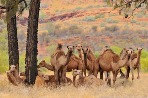 Australian feral camels, mostly dromedaries (Camelus dromedarius) Outback Queensland, Australia. stock photo