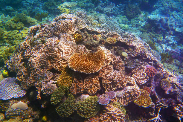 istock Coral formations, The Great Barrier Reef, Queensland, Australia. 1051292784