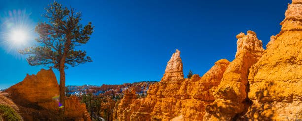 sunburst deserto de bryce canyon sobre hoodoos pinheiros ponderosa panorama utah - nevada pine tree bristlecone pine snow - fotografias e filmes do acervo