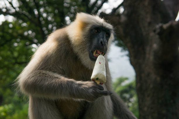 Hanuman Langur Monkey with Ice-Cream Close-up of a monkey who has stolen my ice-cream stealing ice cream stock pictures, royalty-free photos & images