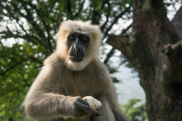 Hanuman Langur Monkey with Ice-Cream Close-up of a monkey who has stolen my ice-cream stealing ice cream stock pictures, royalty-free photos & images