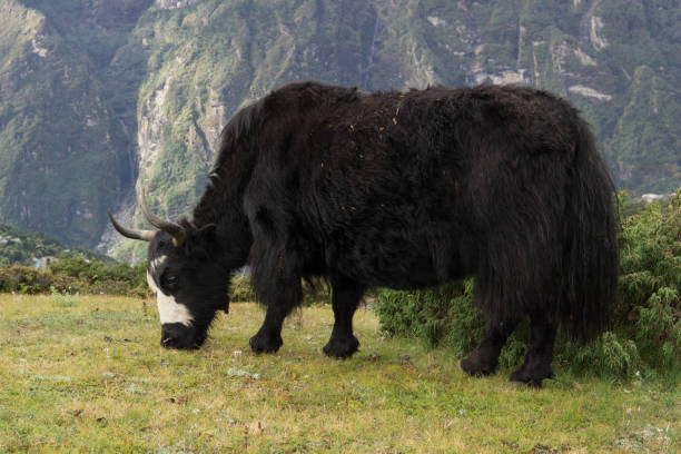 istock Grassy Yak in the Himalayas 1051294528